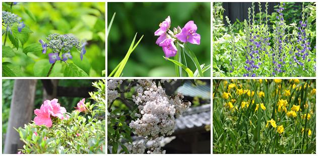 東慶寺の花５月