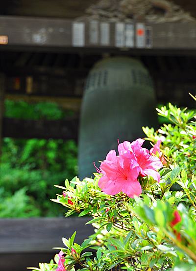 東慶寺ツツジ