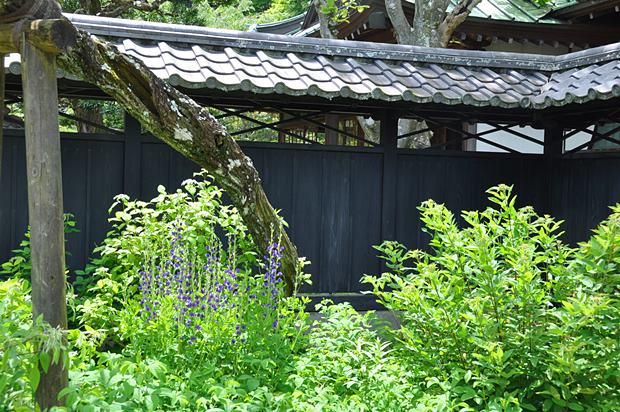 東慶寺先代萩