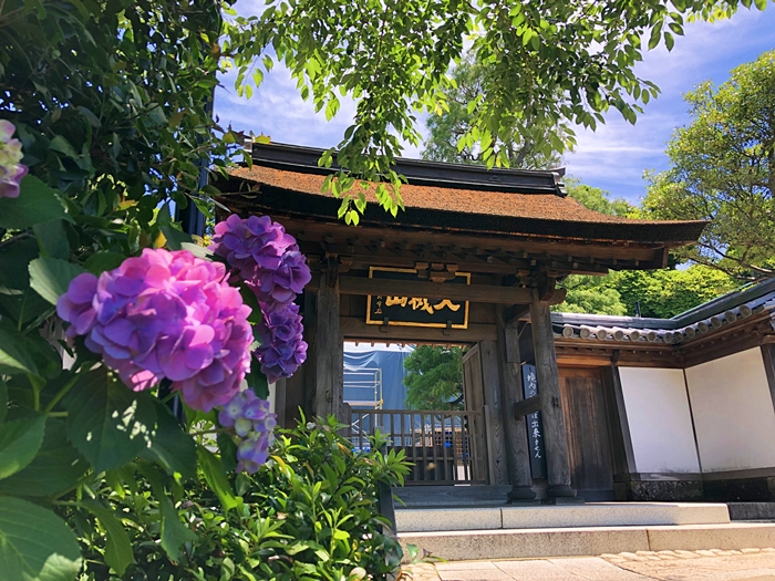 雲頂菴とあじさい