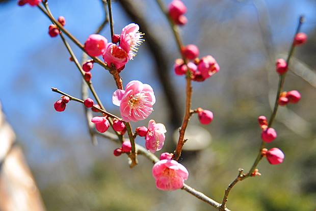 瑞泉寺 梅